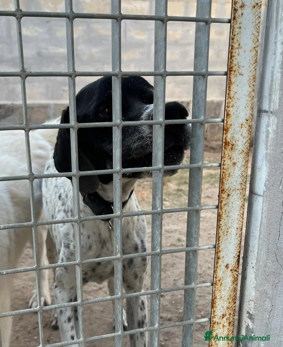 Pointer cani in regalo: DJANGO adorabile cane da adottare! - Annuncio 2