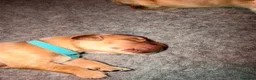 Golden Retriever cani in vendita:  alta genealogia 5 stelle" - Annuncio 8