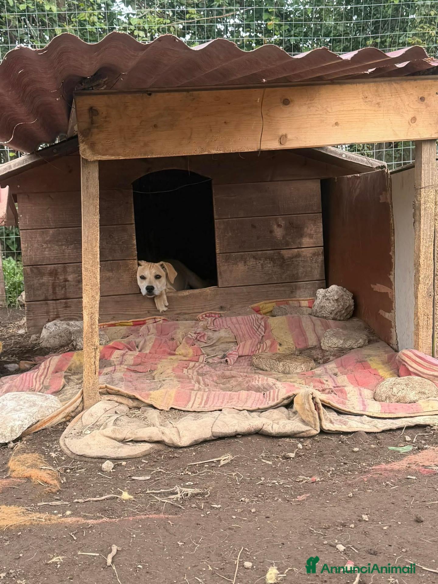 Meticcio cani Undi cerca amore - Annuncio 35