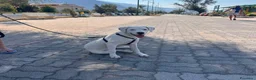 Meticcio cani in regalo: Alice a Provincia di Como - Annuncio 2