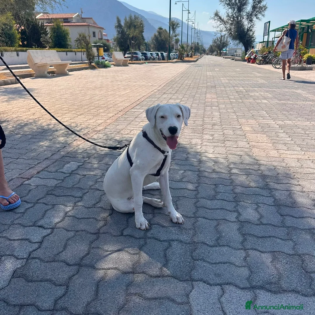 Meticcio cani in regalo: Alice a Provincia di Como - Annuncio 2
