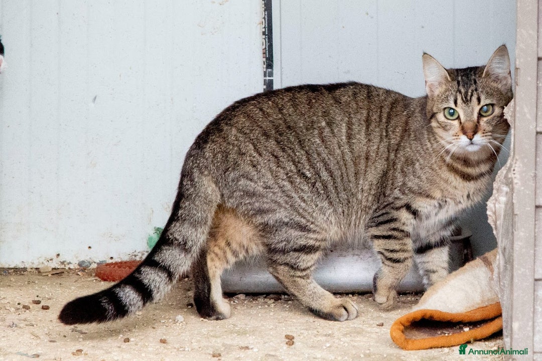 Meticcio gatti in regalo: LA DOLCISSIMA PRUGNA - Annuncio 1