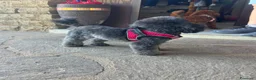 Barboncino Toy cani per accoppiamento: Barboncino toy per accoppiamento  a Provincia di Viterbo - Annuncio 5