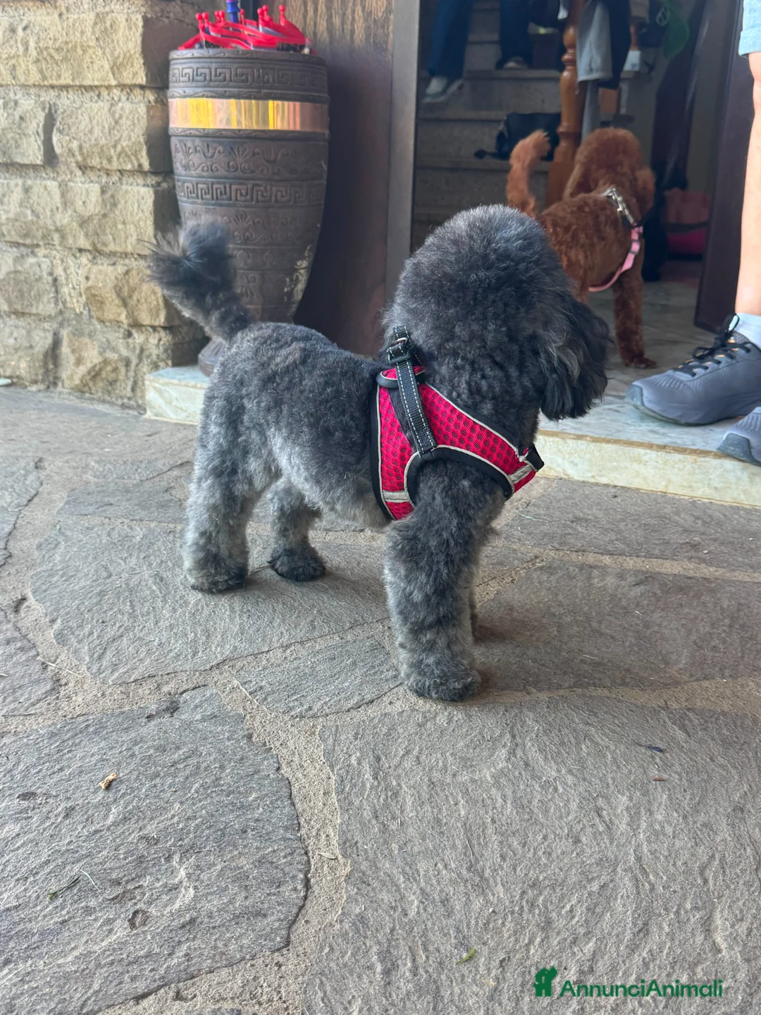 Barboncino Toy cani per accoppiamento: Barboncino toy per accoppiamento  a Provincia di Viterbo - Annuncio 5