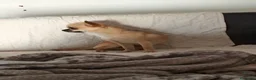Chihuahua cani in vendita: Chihuahua di catanicoSR - Annuncio 10