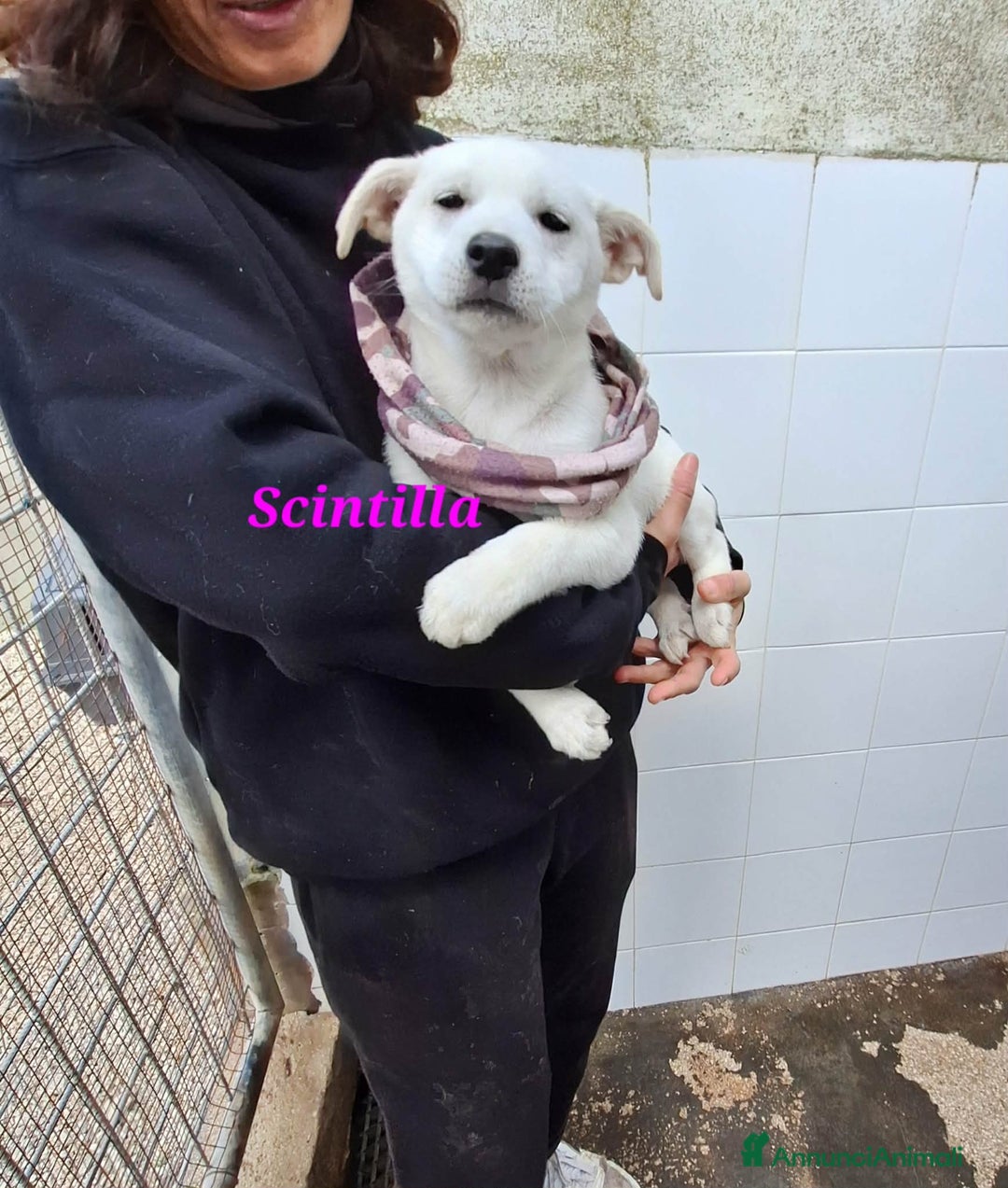 Meticcio cani in regalo: Dolcissima Scintilla 3 mesi aspetta una famiglia - Annuncio 4