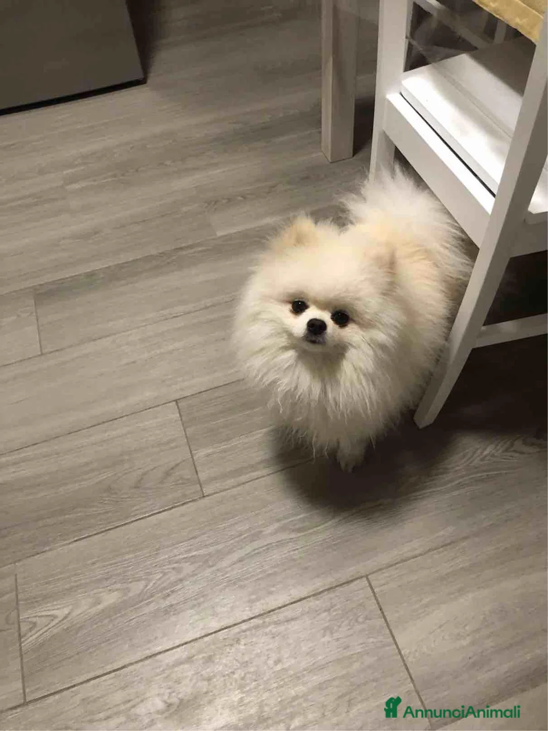 Volpino Pomerania cani per accoppiamento: Volpino della Pomerania disp. per accoppiamento - Annuncio 2