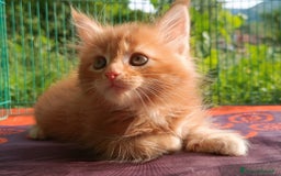 Maine Coon gatti in vendita: Cucciolo Maine Coon pedigree Red Tabby Blotched  - Annuncio 4