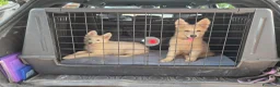 Pastore Svizzero cani in vendita: Ultime 2 cucciole di pastore svizzero bianco - Annuncio 2
