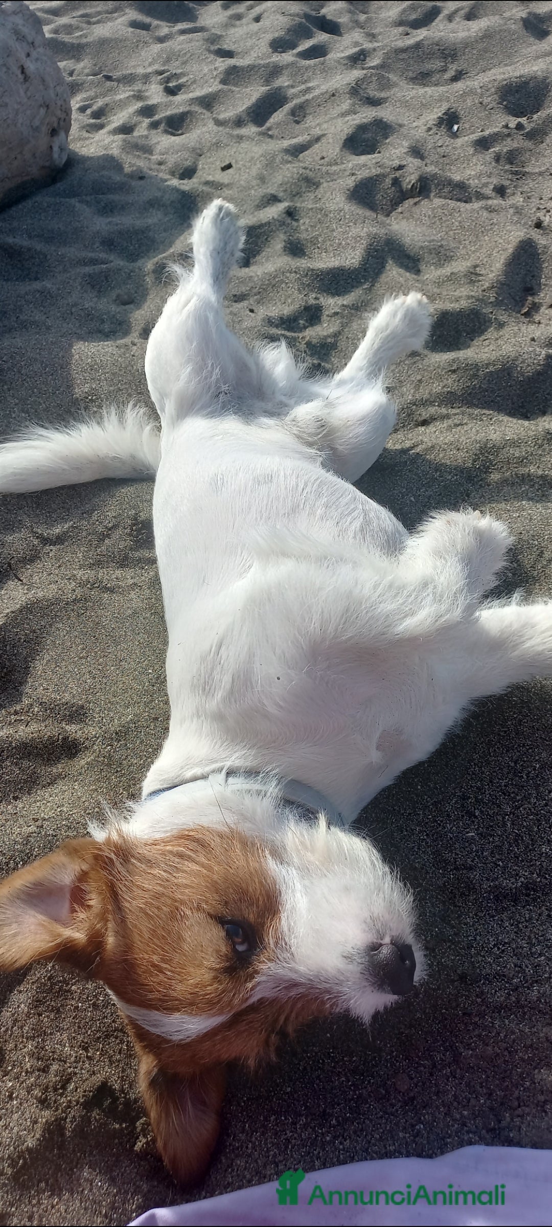 Jack Russell cani Stallone Jack Russell con pedigree   - Annuncio 2