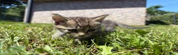 Meticcio gatti in regalo: Gattine femmine  - Annuncio 2