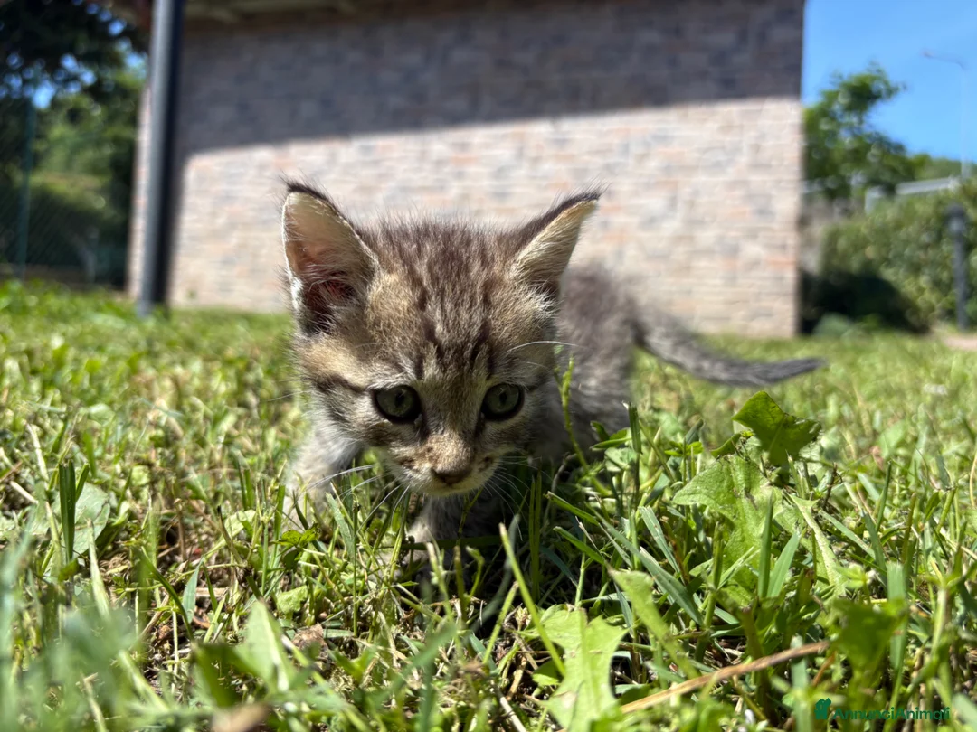 Meticcio gatti in regalo: Gattine femmine  - Annuncio 2