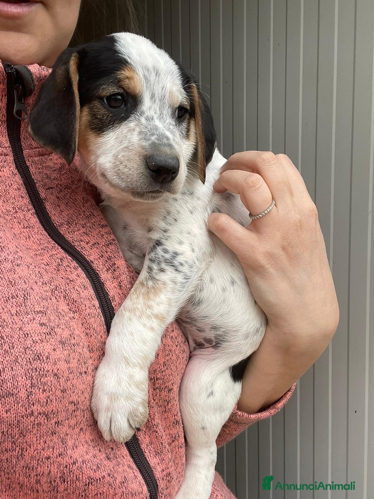 Meticcio cani SIMPATICI FRATELLINI - Annuncio 4