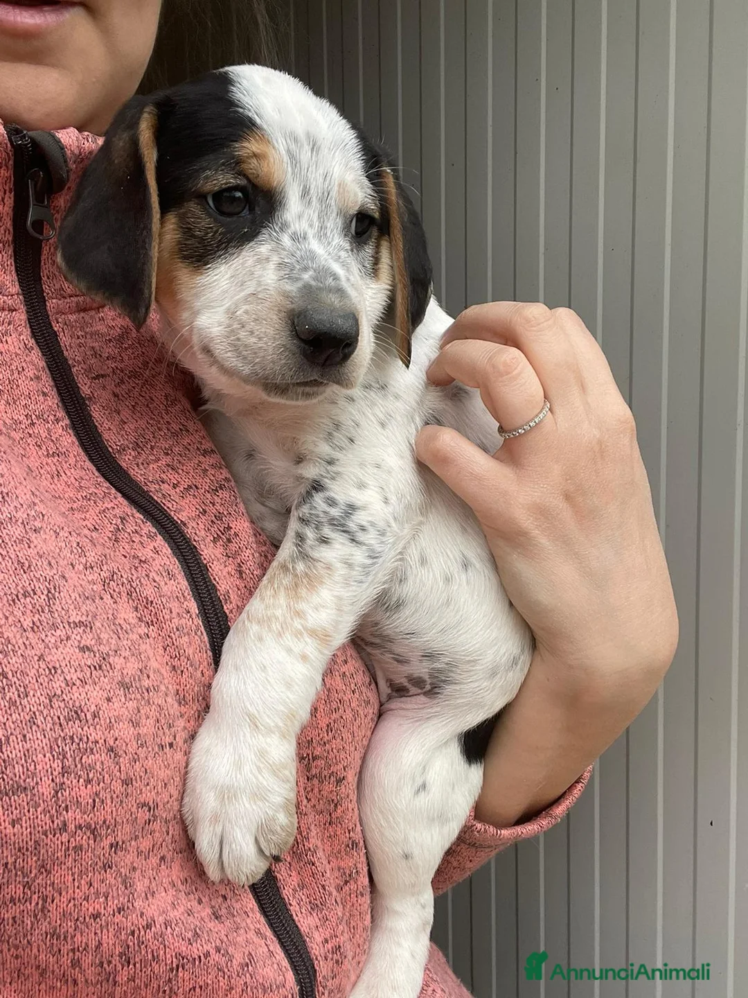 Meticcio cani in regalo: SIMPATICI FRATELLINI - Annuncio 1