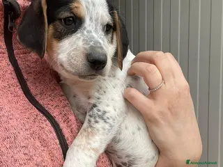 Meticcio cani SIMPATICI FRATELLINI - Annuncio 4