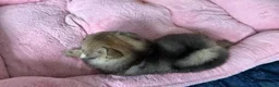 Volpino Pomerania cani in vendita: Cuccioli di Pomerania - Annuncio 18