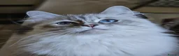 Siberiano gatti in vendita: Cuccioli di gatto siberiano neva masquerade - Annuncio 3