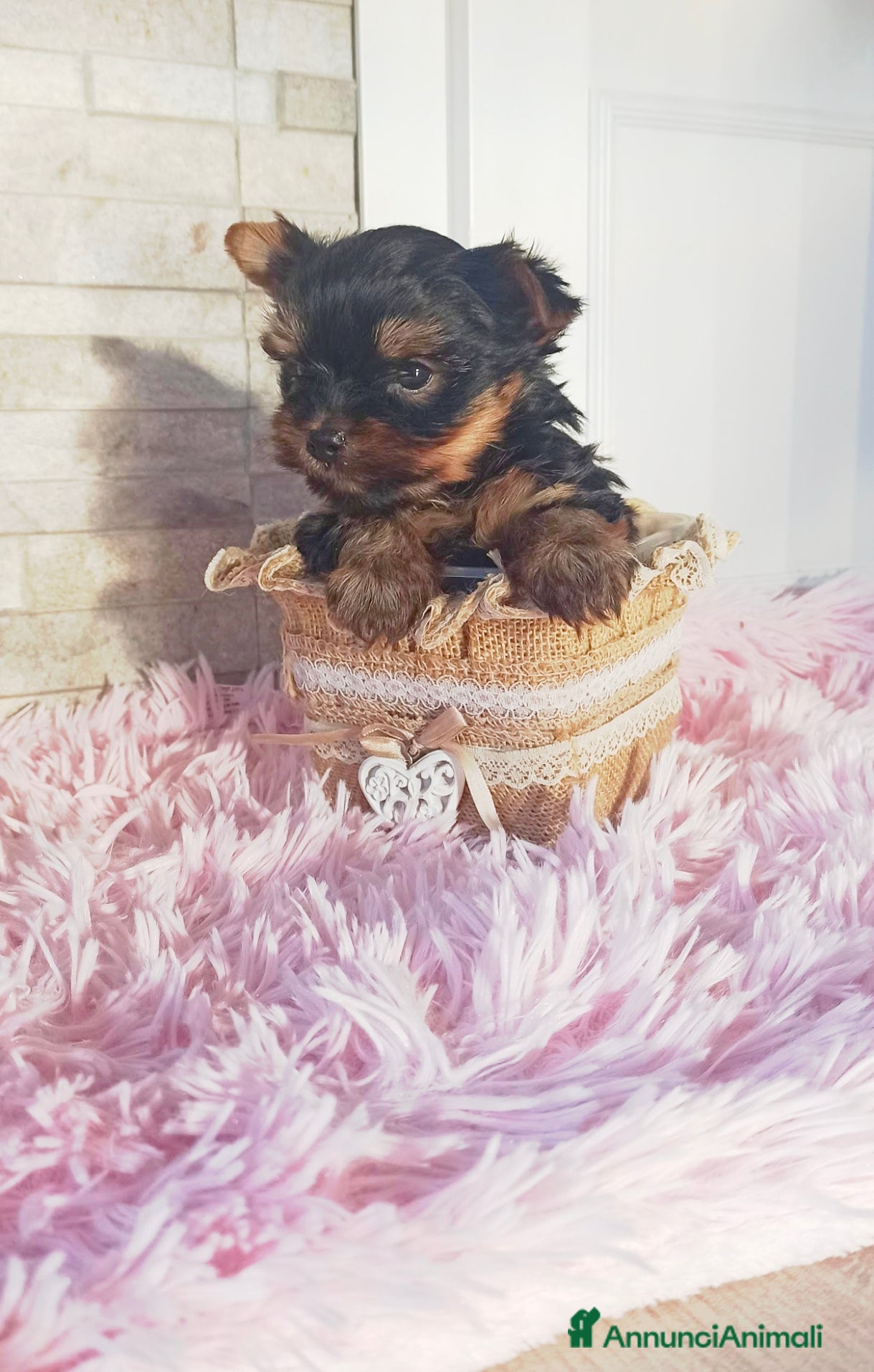 Yorkshire cani Yorkshire terrier toy  - Annuncio 2