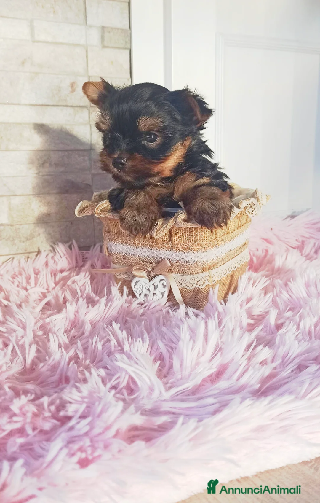 Yorkshire cani in vendita: Yorkshire terrier toy  - Annuncio 2