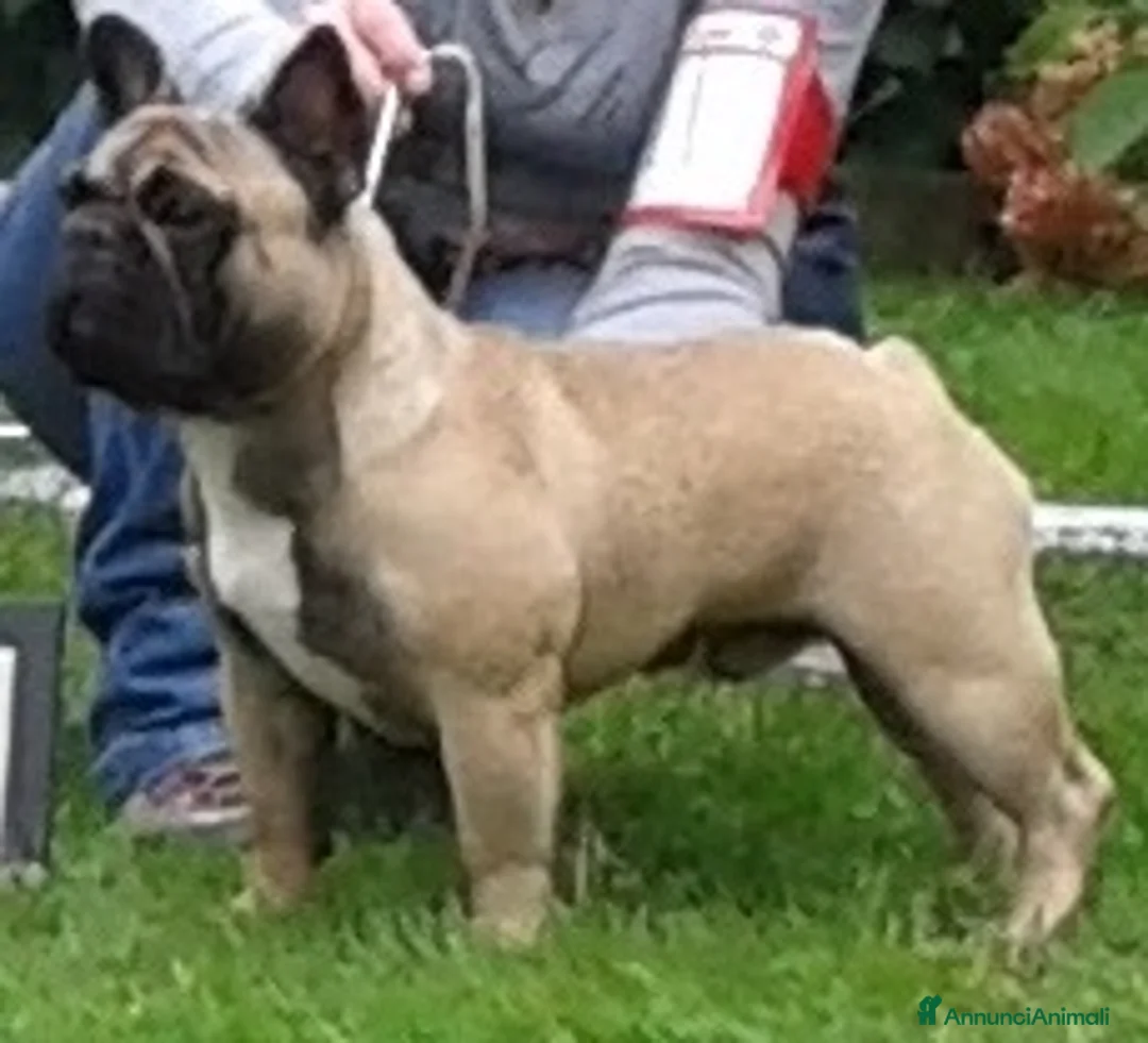 Immagine della galleria {{count}}