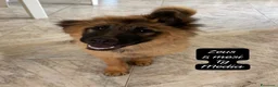 Meticcio cani in regalo: Meticci dolcissimi cercano casa  a Provincia di Pavia - Annuncio 3