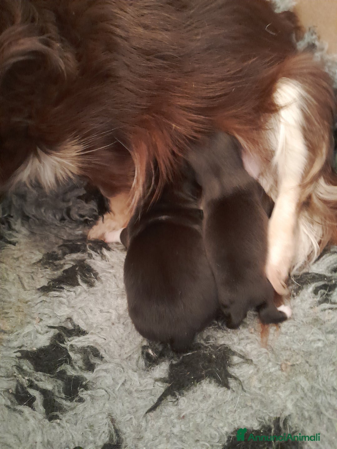 Chihuahua cani in vendita: chihuahua - Annuncio 3