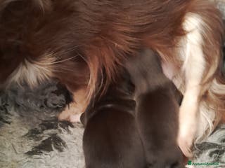 Chihuahua cani chihuahua - Annuncio 6