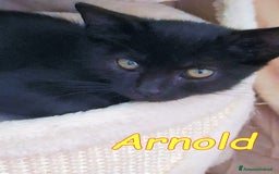 Europeo gatti in regalo: ARNOLD CERCA CASA a Città metropolitana di Roma Capitale - Immagine 2