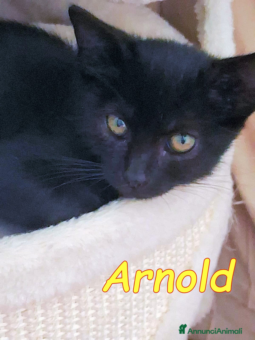 Europeo gatti in regalo: ARNOLD CERCA CASA a Città metropolitana di Roma Capitale - Immagine 2