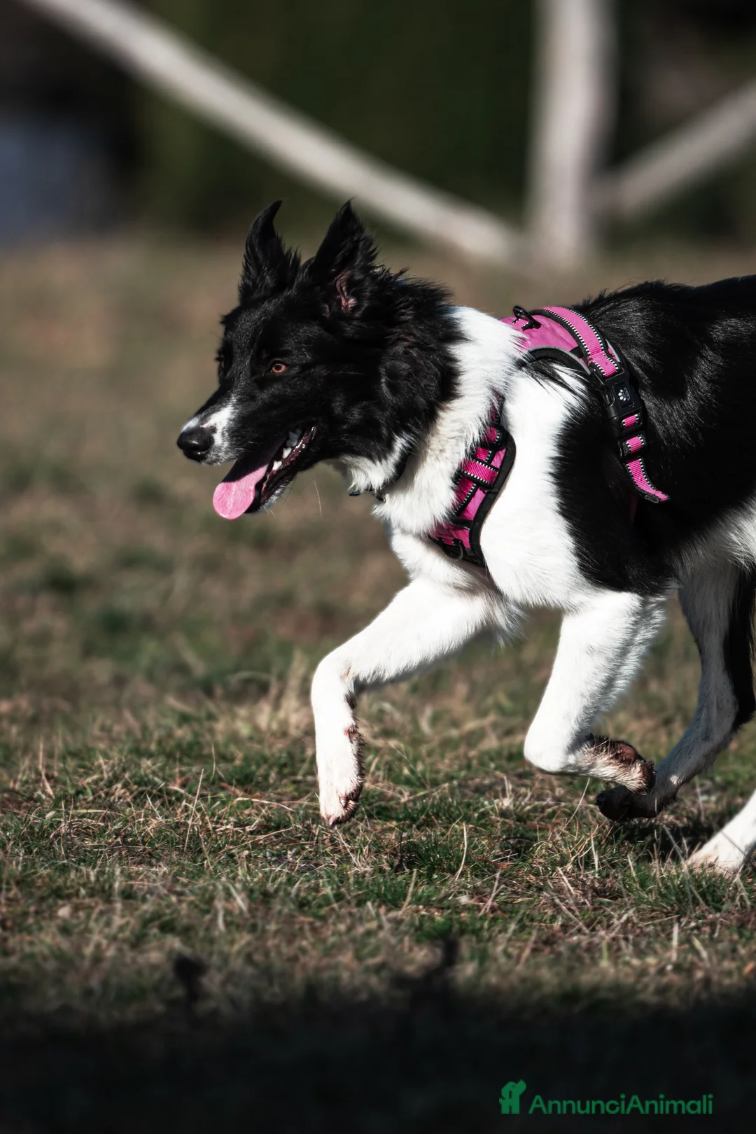 Border Collie cani per accoppiamento: Yuma cerca un fidanzato - Annuncio 1