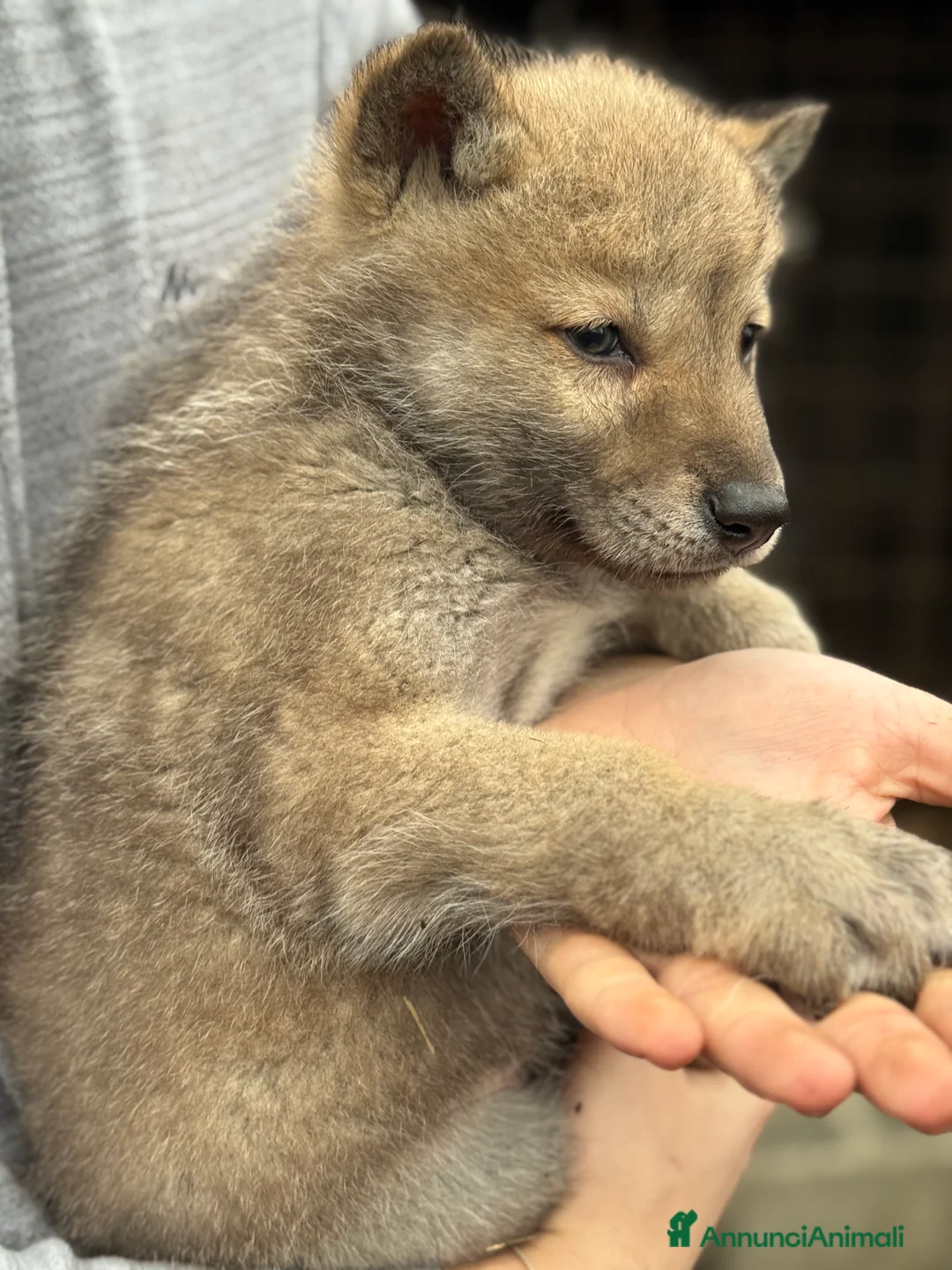 Lupo Cecoslovacco cani in vendita: Cuccioli lupo cecoslovacco  - Annuncio 7