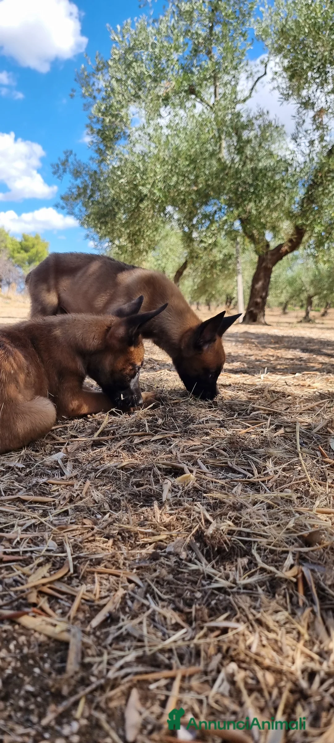 Pastore Belga cani in vendita: Cuccioli Pastore Belga Malinois Cosenza Calabria - Annuncio 5