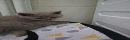 British gatti in vendita: British shortaur - Annuncio 7