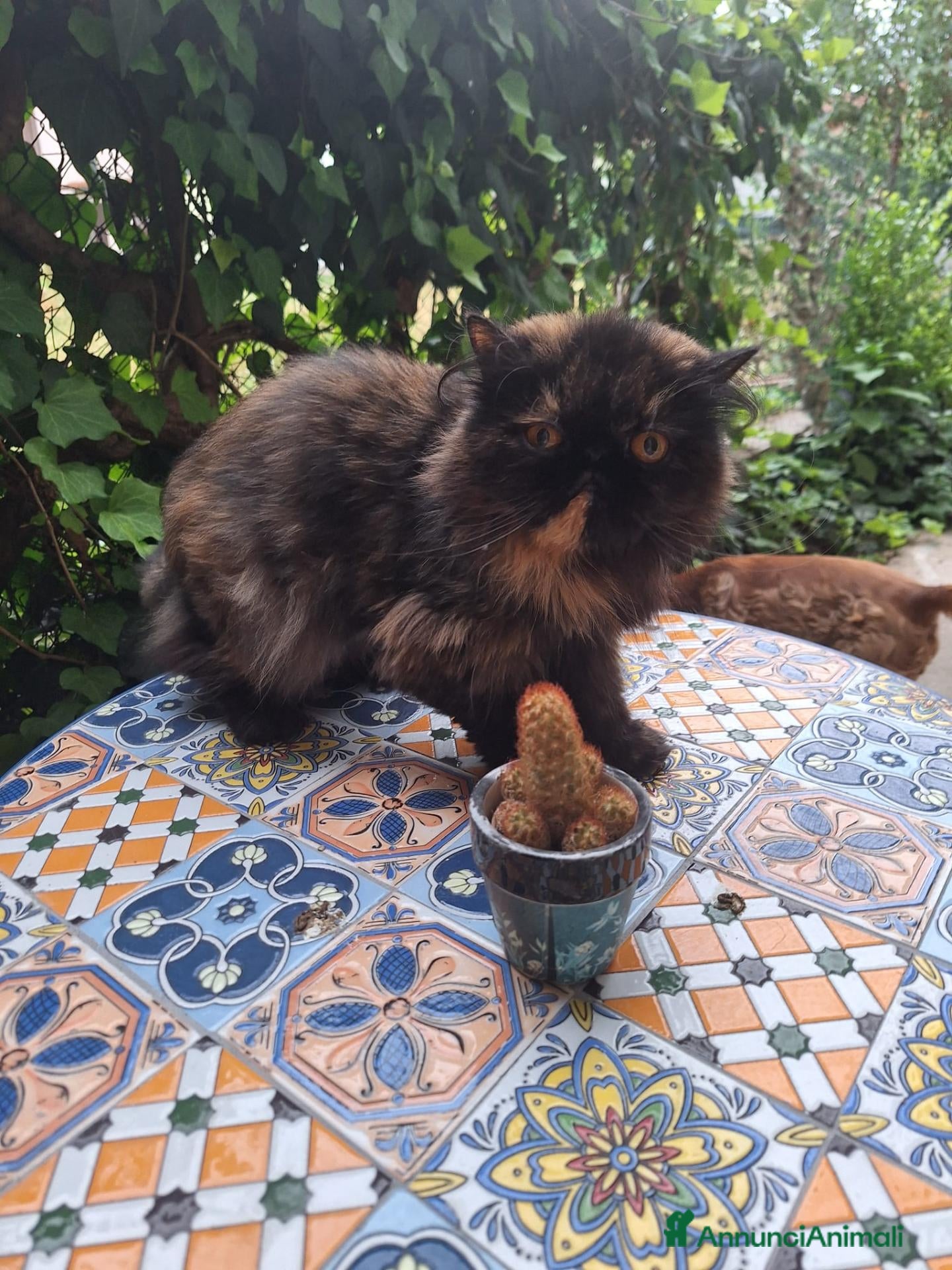 Persiano gatti Persiana ipertipica con pedigree - Annuncio 2