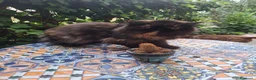 Persiano gatti in vendita: Persiana ipertipica con pedigree - Annuncio 1