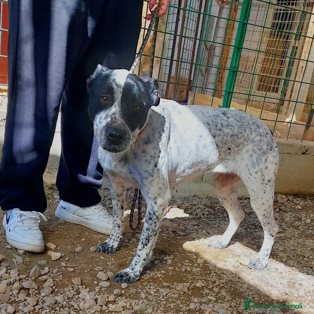 Meticcio cani in regalo: BRIA dolcissima vuole tante coccole a Città metropolitana di Milano - Annuncio 1