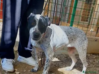 Meticcio cani BRIA dolcissima vuole tante coccole - Annuncio 8