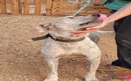 Meticcio cani in regalo: Molossino 2anni mollato 1anno fa..in canile.COSENZ a Città metropolitana di Milano - Immagine 6