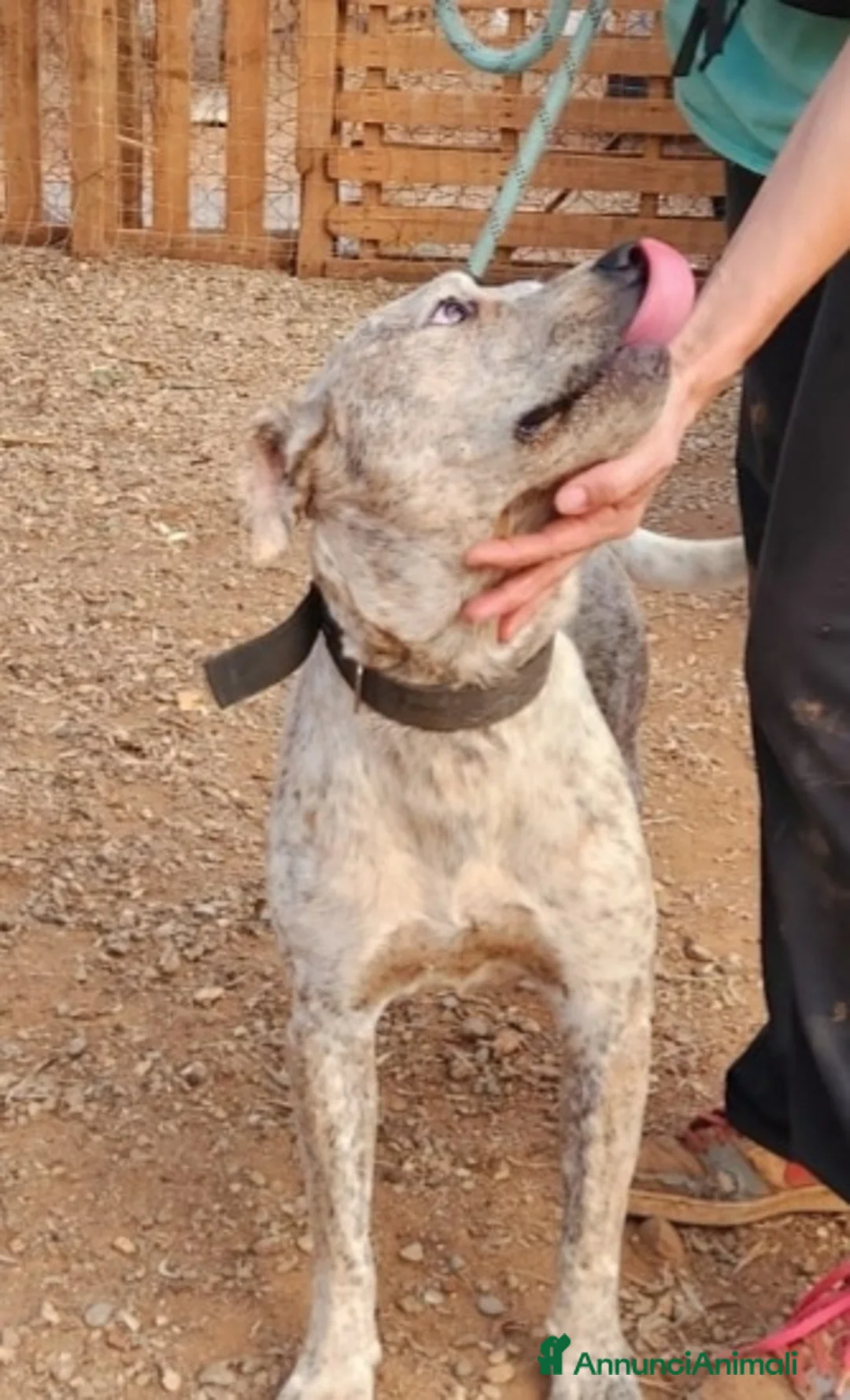 Meticcio cani in regalo: Molossino 2anni mollato 1anno fa..in canile.COSENZ a Città metropolitana di Milano - Annuncio 6