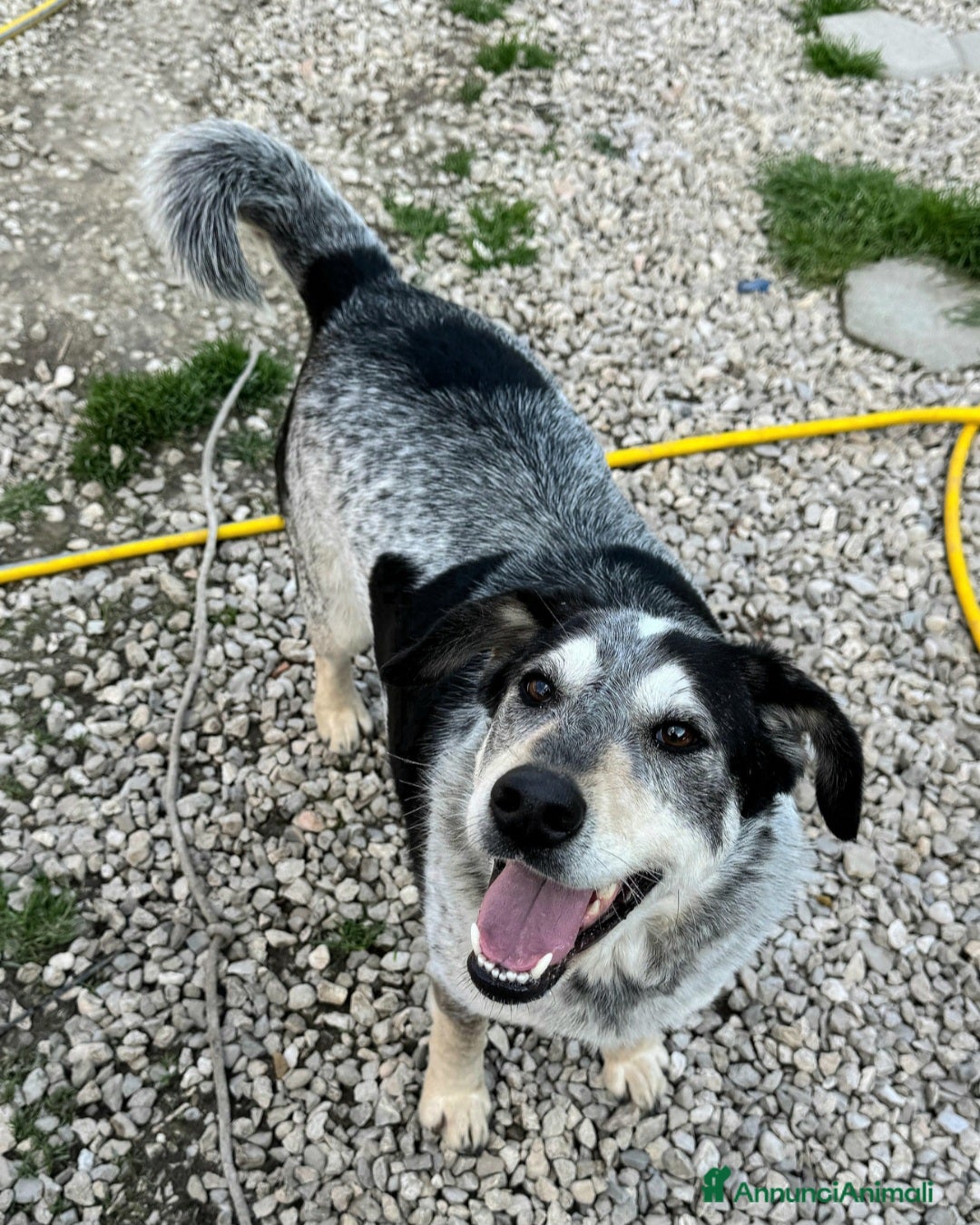Meticcio cani Mila 4 anni Taglia media  - Annuncio 3