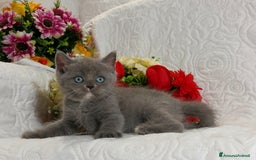 Scottish gatti in vendita: Scottish Straight bellezza rara  a Città Metropolitana di Torino - Immagine 11