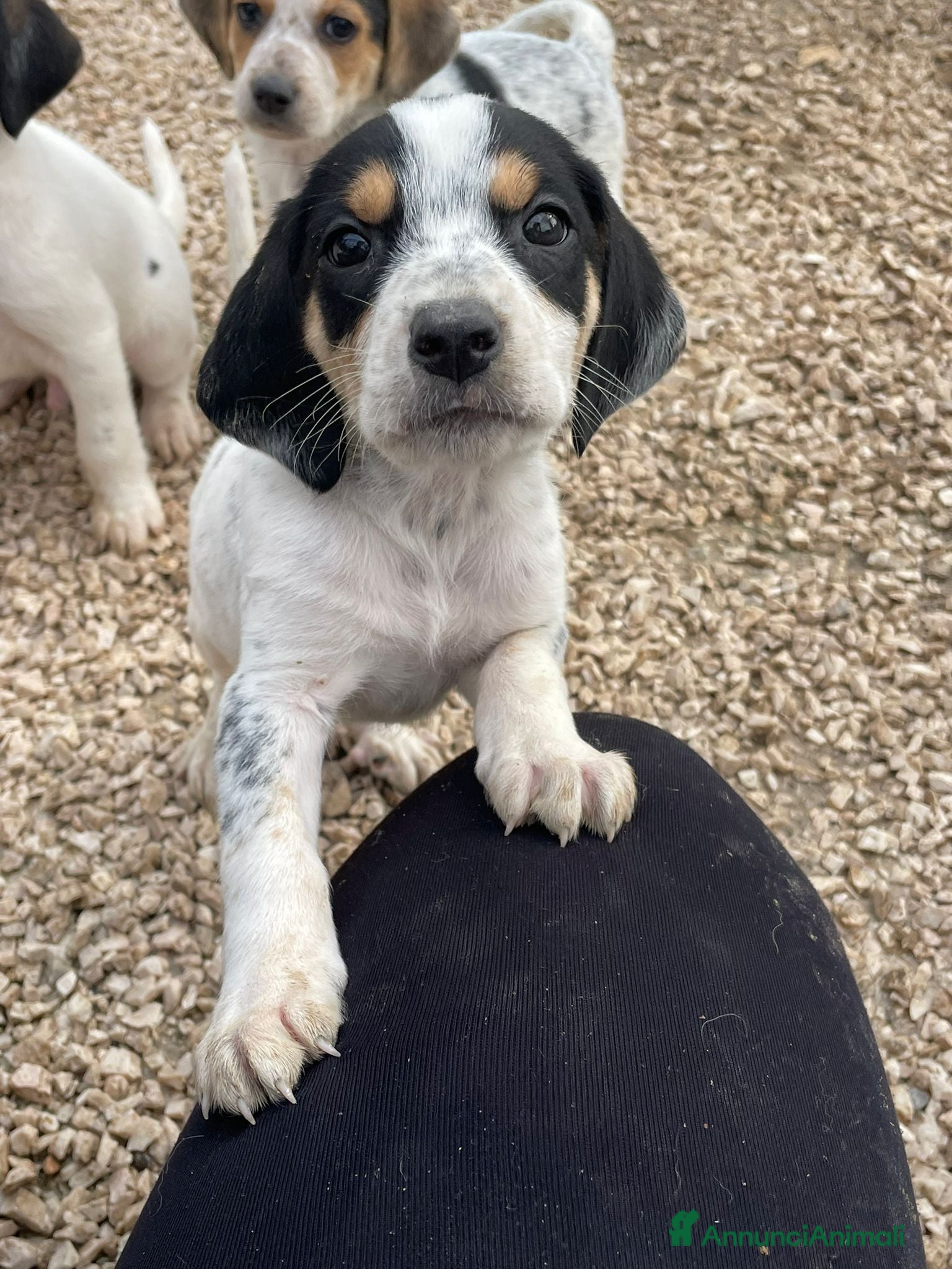 Meticcio cani APOLLO E CELIA - Annuncio 9