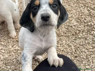 Meticcio cani APOLLO E CELIA - Annuncio 9