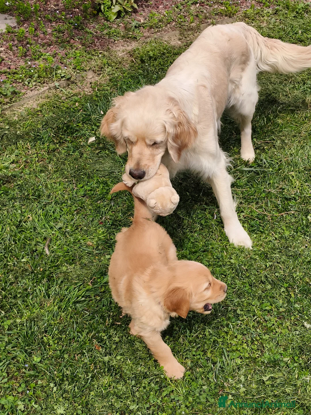 Golden Retriever cani in vendita: Cuccioli di Golden retriever  a Provincia di Padova - Annuncio 2