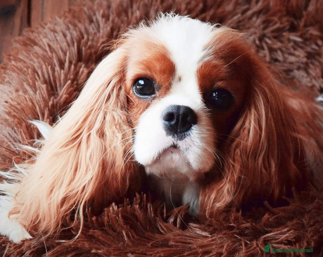 Immagine della galleria {{count}}