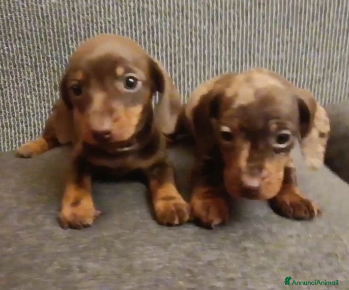 Bassotto cani Cuccioli bassotto disponibili.  - Annuncio 2