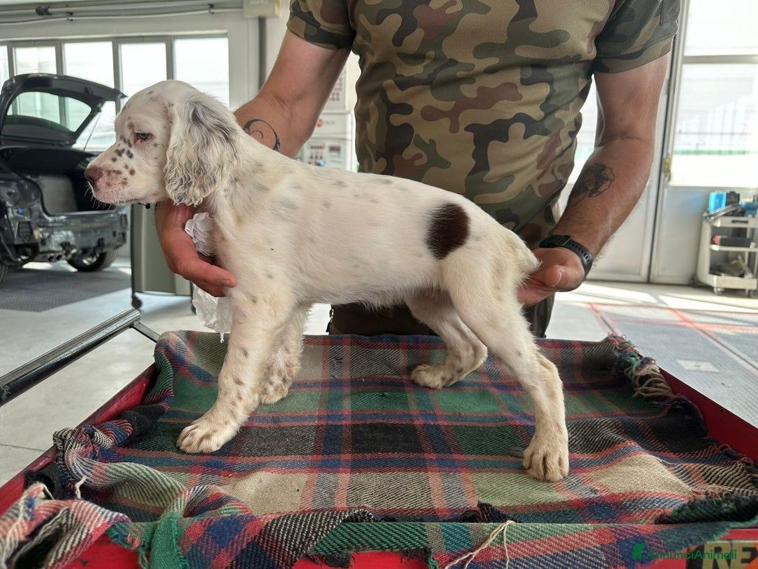 Setter Inglese cani in vendita: Setter inglesi maschi  a Provincia di Verona - Immagine 12