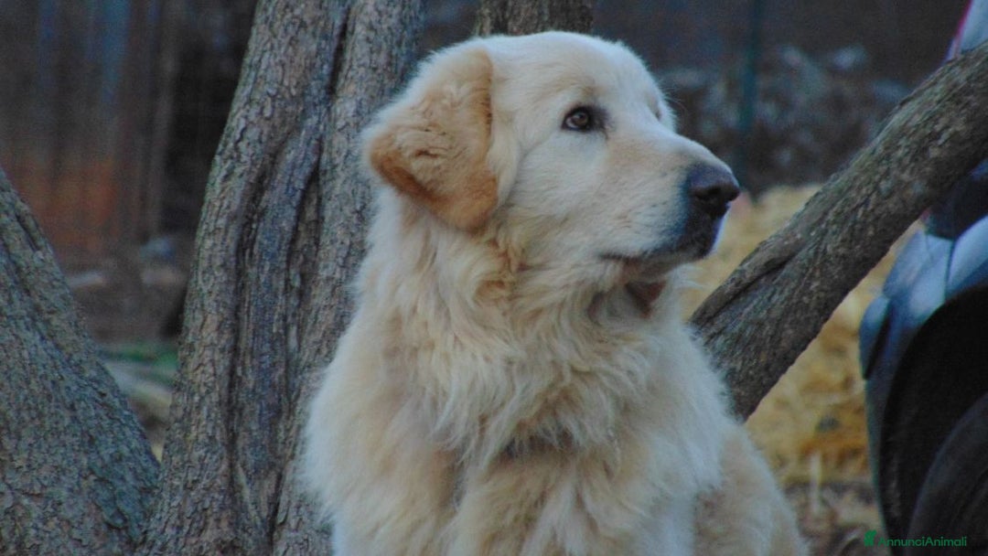 Pastore Maremmano cani in regalo: ROMEO meraviglioso e buonissimo - Annuncio 3