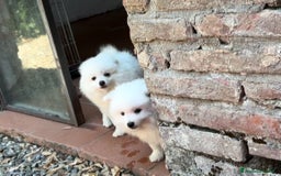 Volpino Italiano cani in vendita: Volpino puro  a Provincia di Lucca - Immagine 3