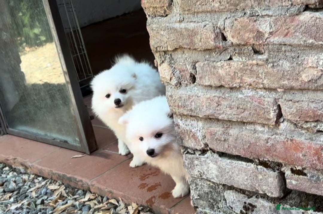 Volpino Italiano cani in vendita: Volpino puro  a Provincia di Lucca - Immagine 3